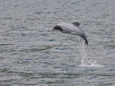 Hector's Dolphin OZ9W7608