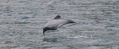 Hector's Dolphin OZ9W7611