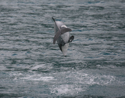 Hector's Dolphin OZ9W7614