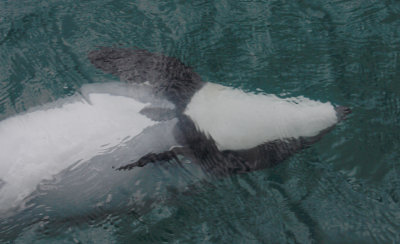Hector's Dolphin OZ9W7617