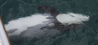 Hector's Dolphin OZ9W7618