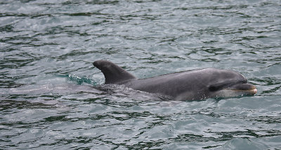 Common Bottlenose Dolphin female NZ OZ9W7050