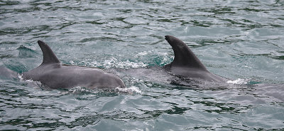 Common Bottlenose Dolphins female and calf NZ OZ9W7055