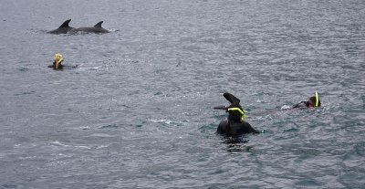 Common Bottlenose Dolphins with swimmers NZ OZ9W7102