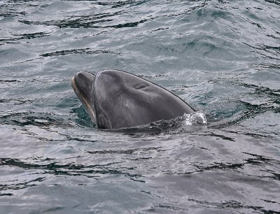 Common Bottlenose Dolphin female NZ OZ9W7139