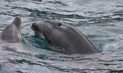 Common Bottlenose Dolphins female and calf NZ OZ9W7143