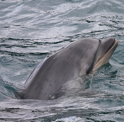 Common Bottlenose Dolphin 2-year old NZ OZ9W7149