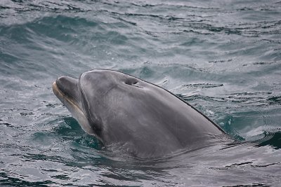 Common Bottlenose Dolphin female NZ OZ9W7155