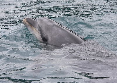 Common Bottlenose Dolphin 2-year old NZ OZ9W7159