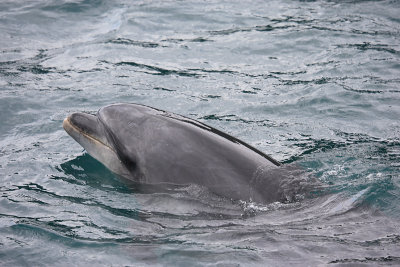 Common Bottlenose Dolphin 2-year old NZ OZ9W7166