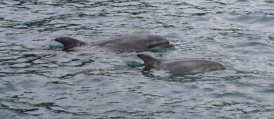 Common Bottlenose Dolphins female and calf NZ OZ9W7169