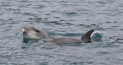 Common Bottlenose Dolphins female and calf NZ OZ9W7197