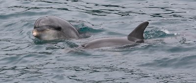 Common Bottlenose Dolphins female and calf NZ OZ9W7198