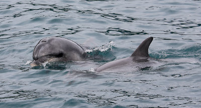 Common Bottlenose Dolphins female and calf NZ OZ9W7199