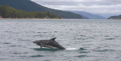 Common Bottlenose Dolphin female NZ OZ9W7213