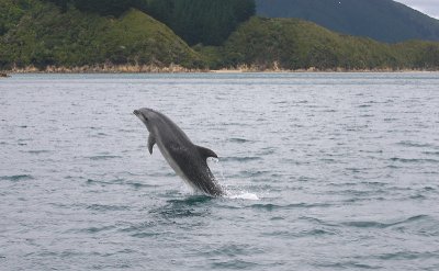 Common Bottlenose Dolphin female NZ OZ9W7217