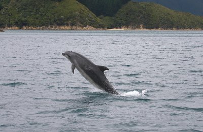 Common Bottlenose Dolphin female NZ OZ9W7218