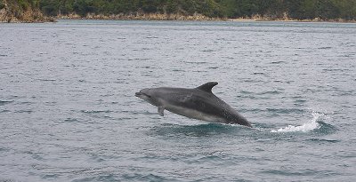 Common Bottlenose Dolphin female NZ OZ9W7220