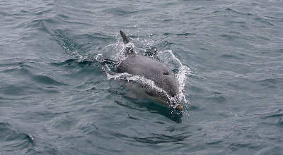 Common Bottlenose Dolphin NZ OZ9W7234