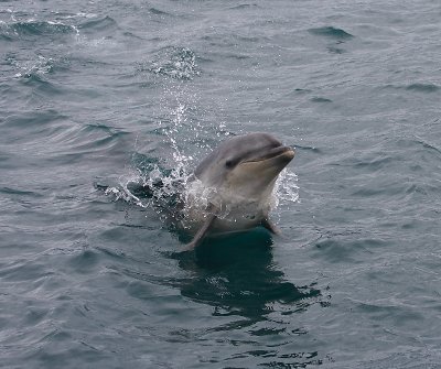 Common Bottlenose Dolphin NZ OZ9W7237