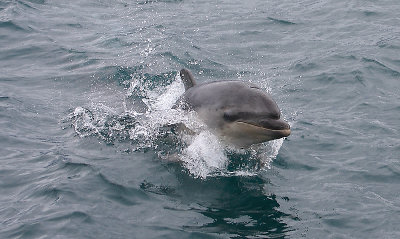 Common Bottlenose Dolphin immature Marlborough Sounds New Zealand