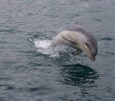Common Bottlenose Dolphin New Zealand