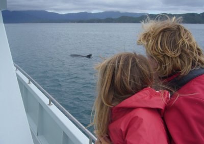 Common Bottlenose Dolphin watching NZ P1050326