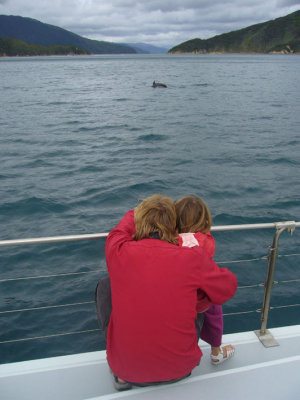Common Bottlenose Dolphin watching NZ P1050346