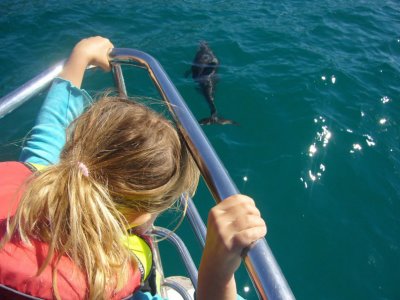 Common Bottlenose Dolphin  watching NZ P1050512