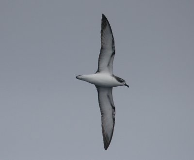 Cook's / Pycroft's Petrel OZ9W4446