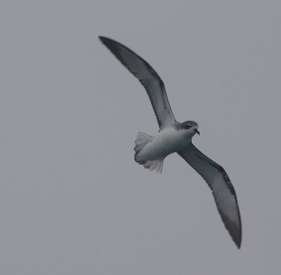 Cook's / Pycroft's Petrel OZ9W4611