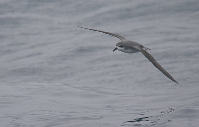 Cook's / Pycroft's Petrel OZ9W4627