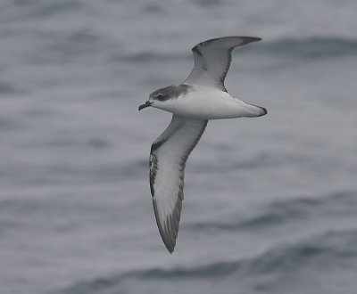 Cook's / Pycroft's Petrel OZ9W5184