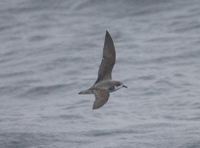 Cook's / Pycroft's Petrels