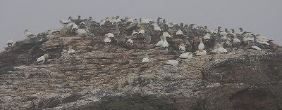 Australasian Gannet colony OZ9W5145