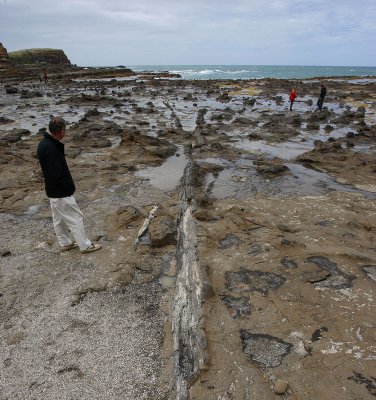 Curio Bay petrified forest