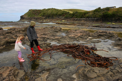 Curio Bay giant kelp