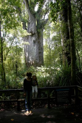 Waipoua Forest giant Kauri Te Matua Ngahere