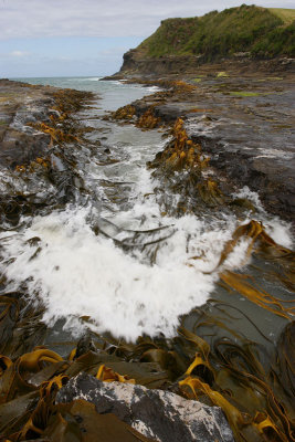 Curio Bay giant kelp in surf