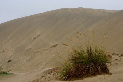 90-mile beach giant dunes OZ9W4207