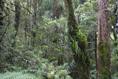 Kauri coast forest scene OZ9W4301