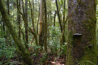 Kauri coast forest scene OZ9W4322