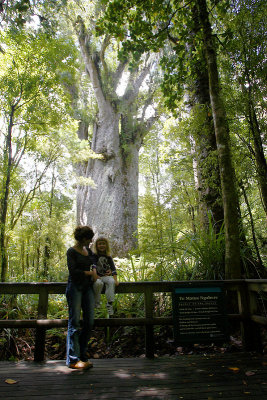 Waipoua Forest giant Kauri Te Matua NgahereOZ9W4354