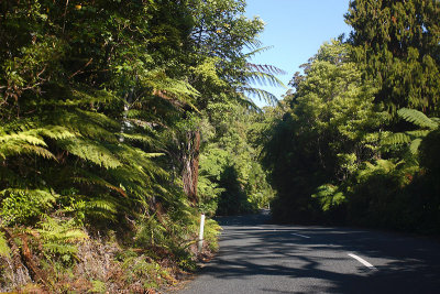 Kauri coast forest scene OZ9W4372