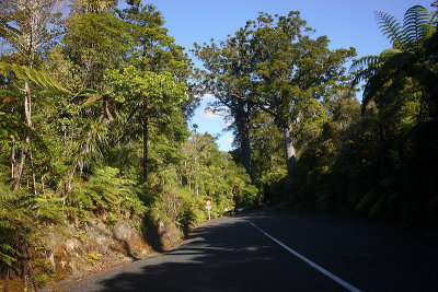 Kauri coast forest scene OZ9W4387