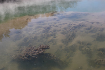 Rotorua City bubbling mud pools OZ9W6128