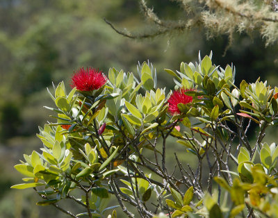 Rangitoto Island Pohutukawa flowers OZ9W3721