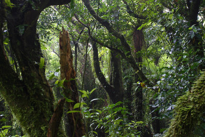 Kapiti Island forest OZ9W6935