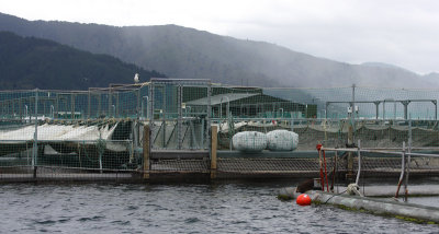 Marlborough Sounds salmon farm OZ9W7380