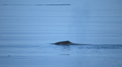 Bowhead Whale 08082000 Olgastretet Svalbard 1